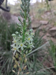 Albuca virens
