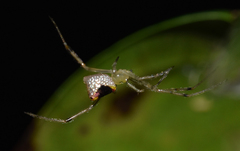 Thwaitesia nigronodosa