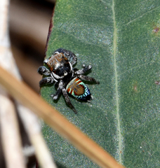 Maratus ottoi