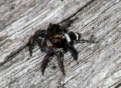 Saitis virgatus
