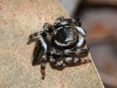 Maratus scutulatus