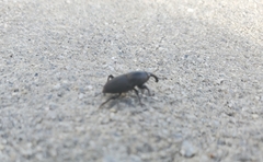 Sphenophorus necydaloides
