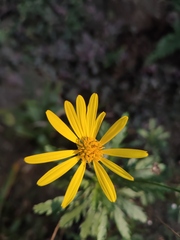 Euryops
