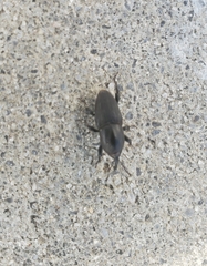 Sphenophorus necydaloides