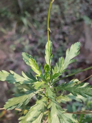 Euryops