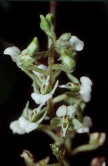 Ponthieva brittoniae