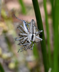 Oxyopes