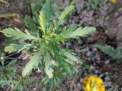 Euryops