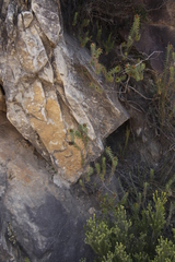 Oedera imbricata