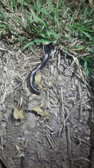 Typhlopidae