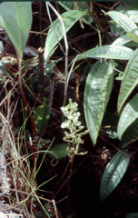 Ponthieva brittoniae