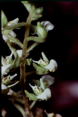 Ponthieva brittoniae