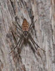 Argiope ocyaloides