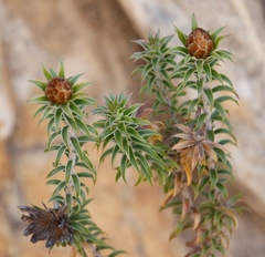 Oedera imbricata