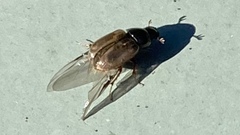 Melinopterus prodromus