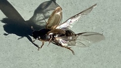 Melinopterus prodromus