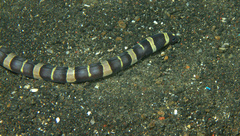 Leiuranus versicolor