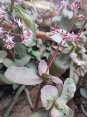 Crassula multicava