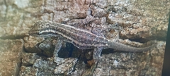 Lygodactylus capensis