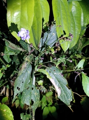 Strobilanthes formosana
