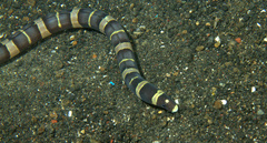 Leiuranus versicolor