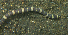 Leiuranus versicolor