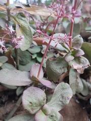 Crassula multicava