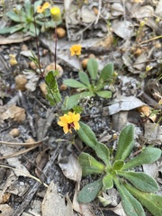Goodenia trinervis