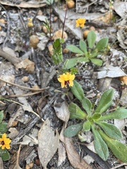 Goodenia trinervis