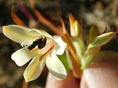 Tritonia flabellifolia