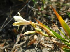 Tritonia flabellifolia