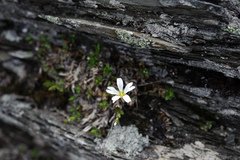 Cerastium morrisonense