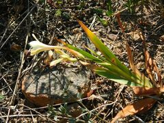 Tritonia flabellifolia