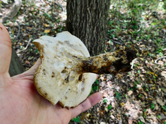 Polyporus radicatus