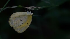 Eurema andersoni