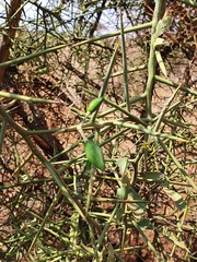 Balanites aegyptiaca
