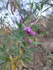 Polygala virgata