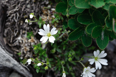 Cerastium morrisonense