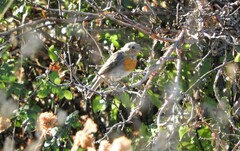 Erithacus rubecula rubecula