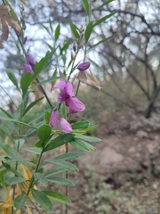 Polygala virgata
