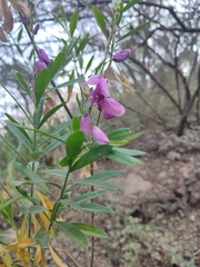 Polygala virgata