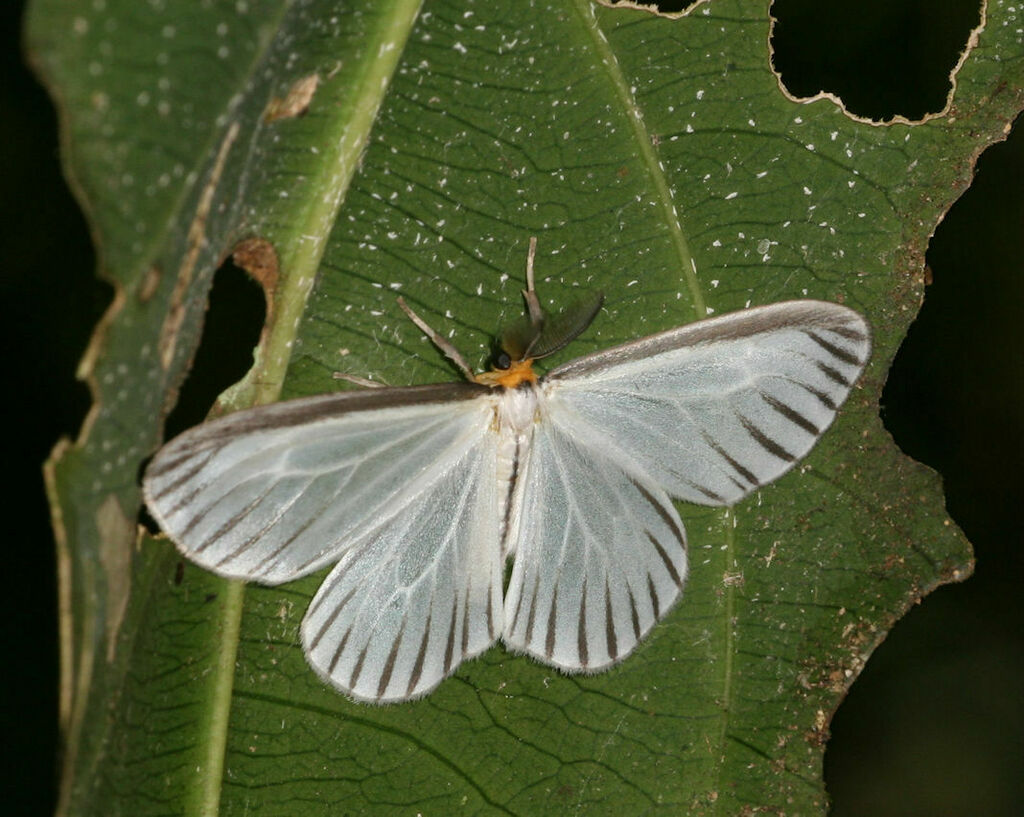 Eloria onaba