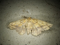 Garaeus specularis