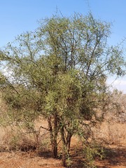Balanites aegyptiaca