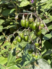 Solanum dulcamara