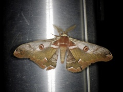 Saturnia jonasii jonasii