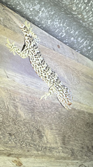 Gekko reevesii