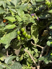 Solanum dulcamara