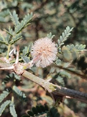 Vachellia robusta