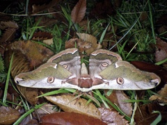 Saturnia jonasii jonasii